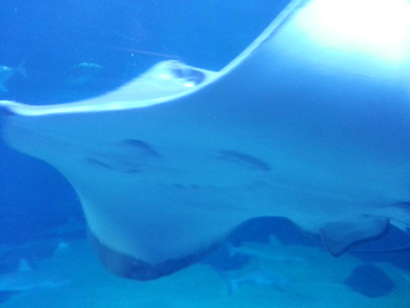 click for larger size