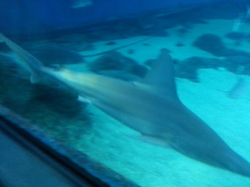 click for larger size