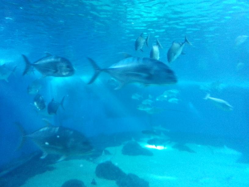 click for larger size