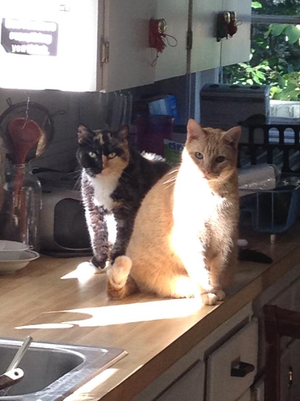 click for larger size