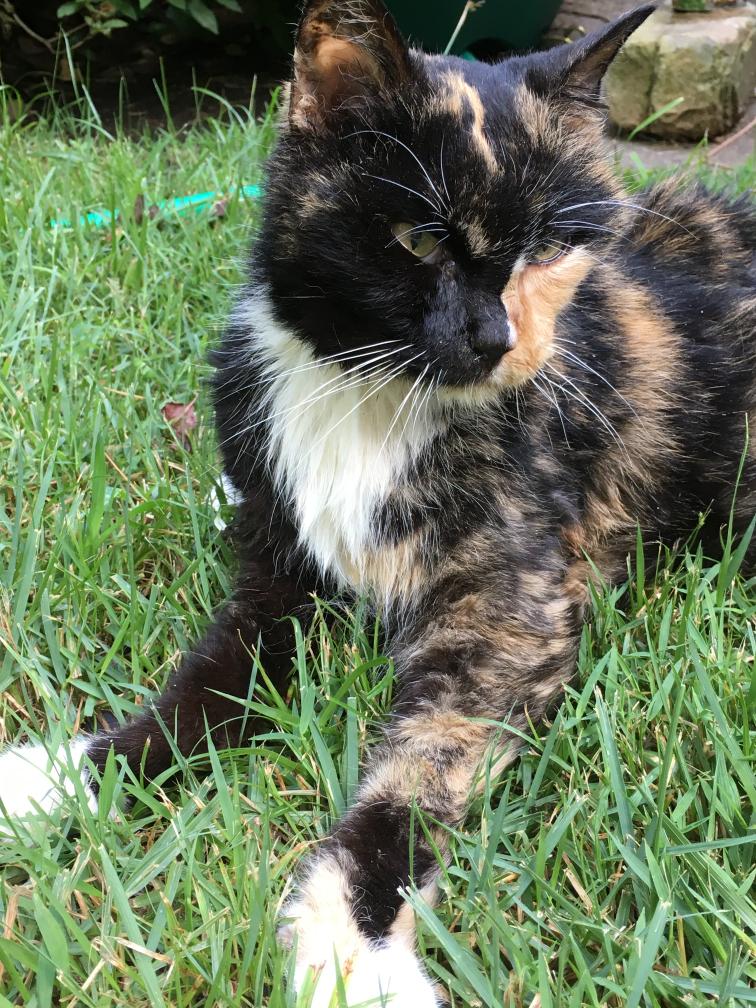 click for larger size