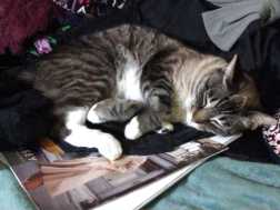 click for larger size