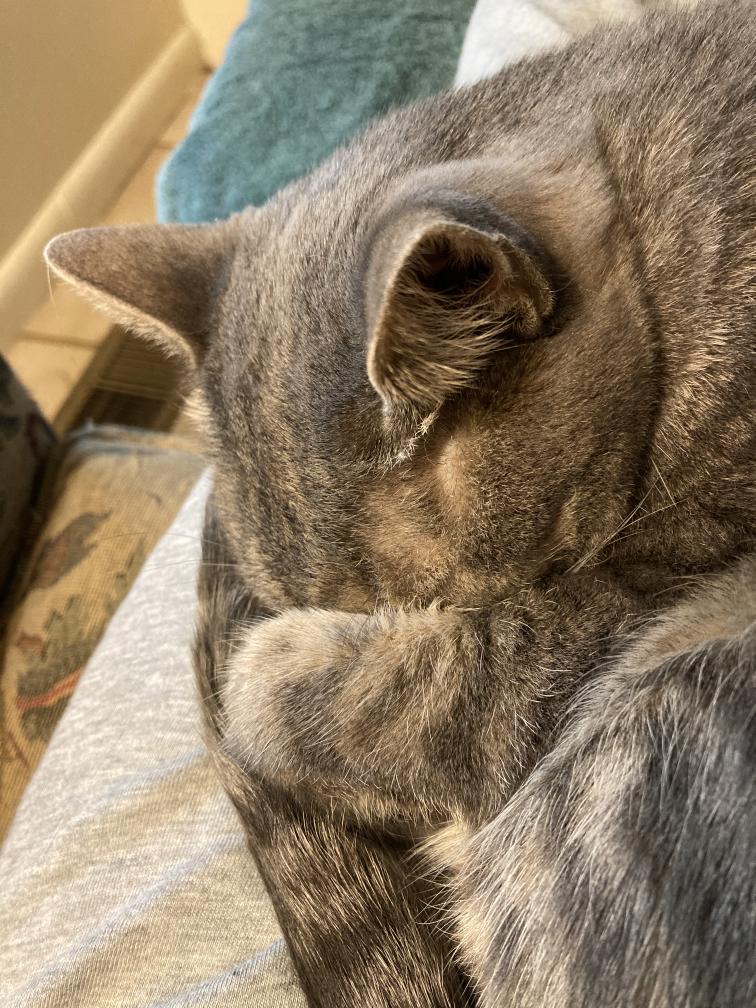 click for larger size