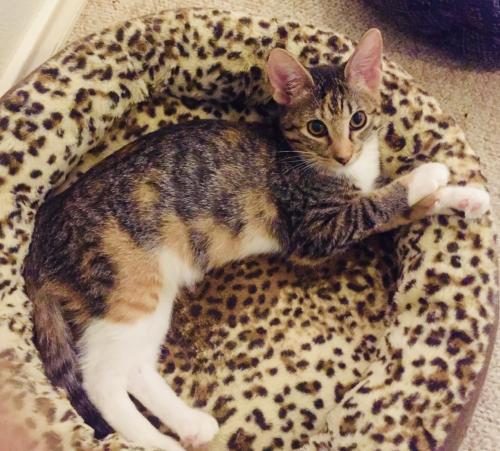 click for larger size