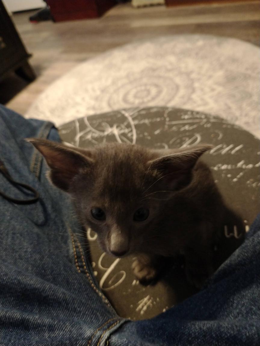 click for larger size