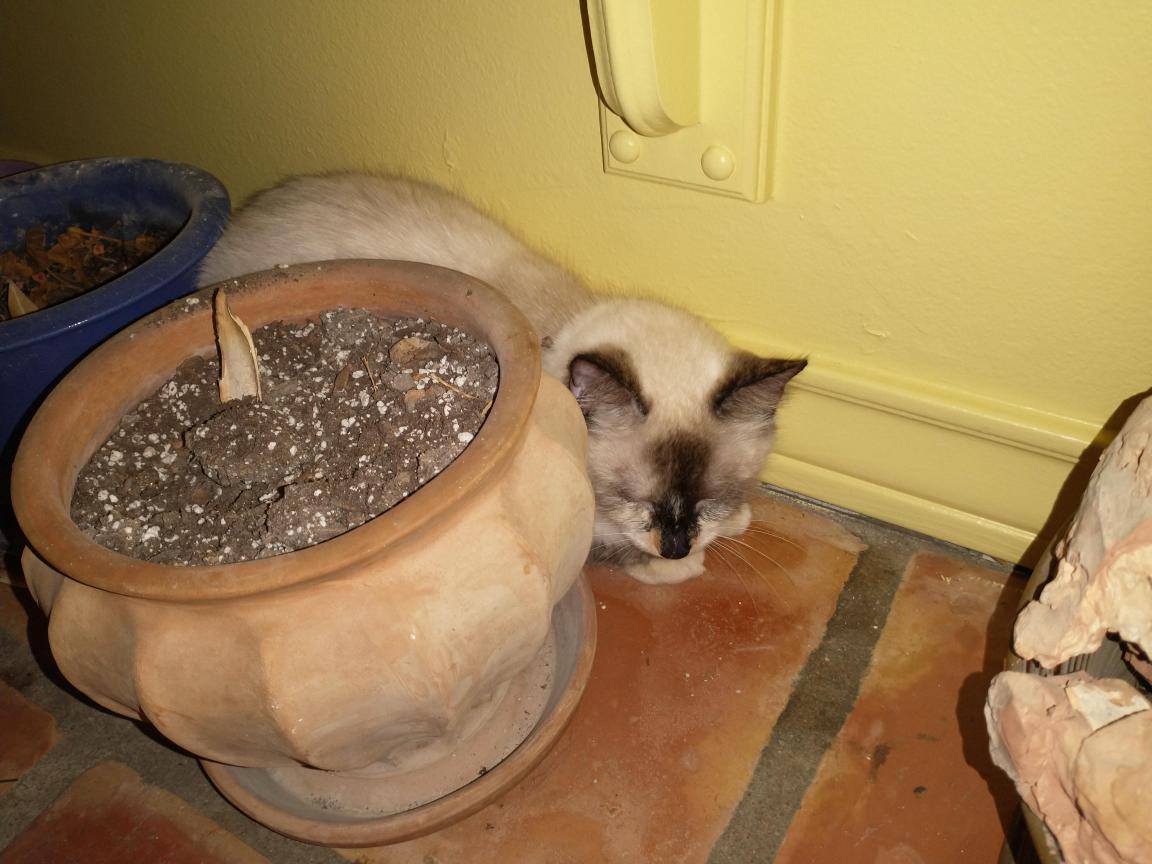 click for larger size