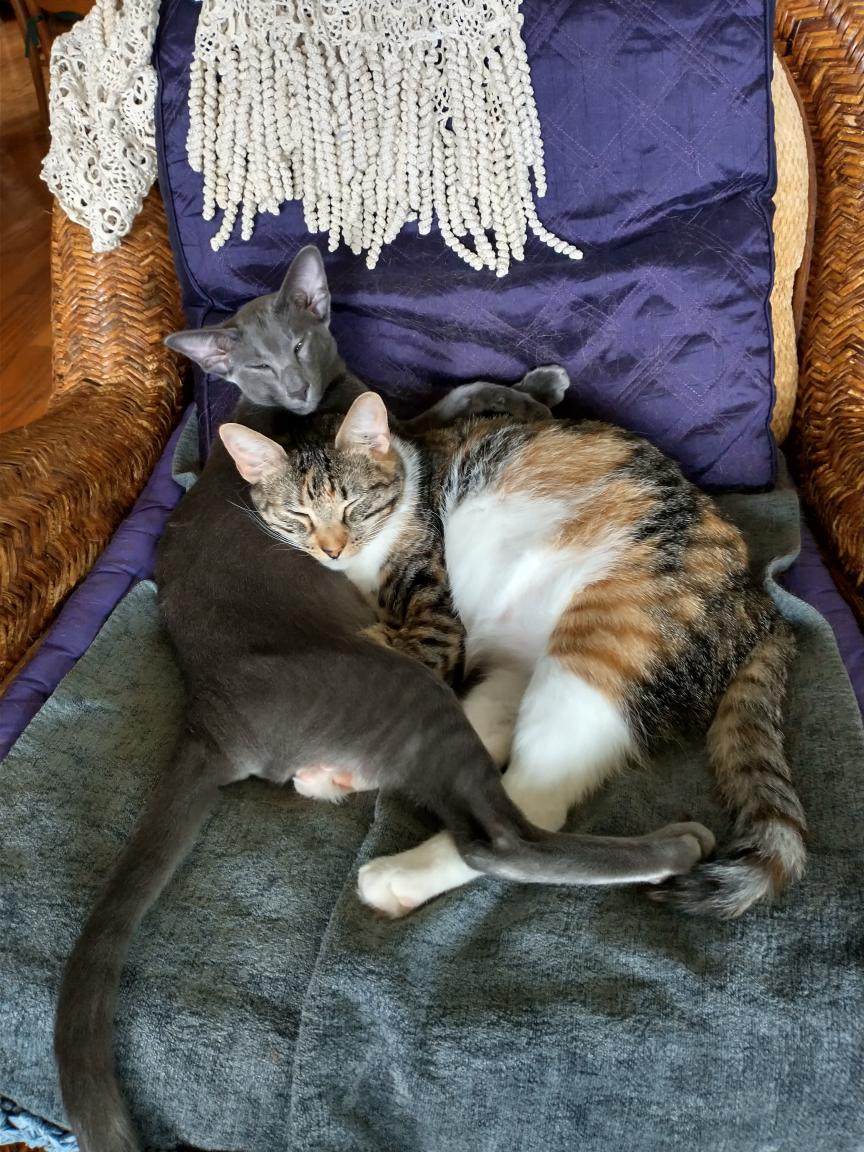 click for larger size