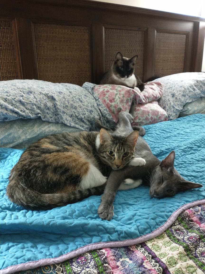 click for larger size