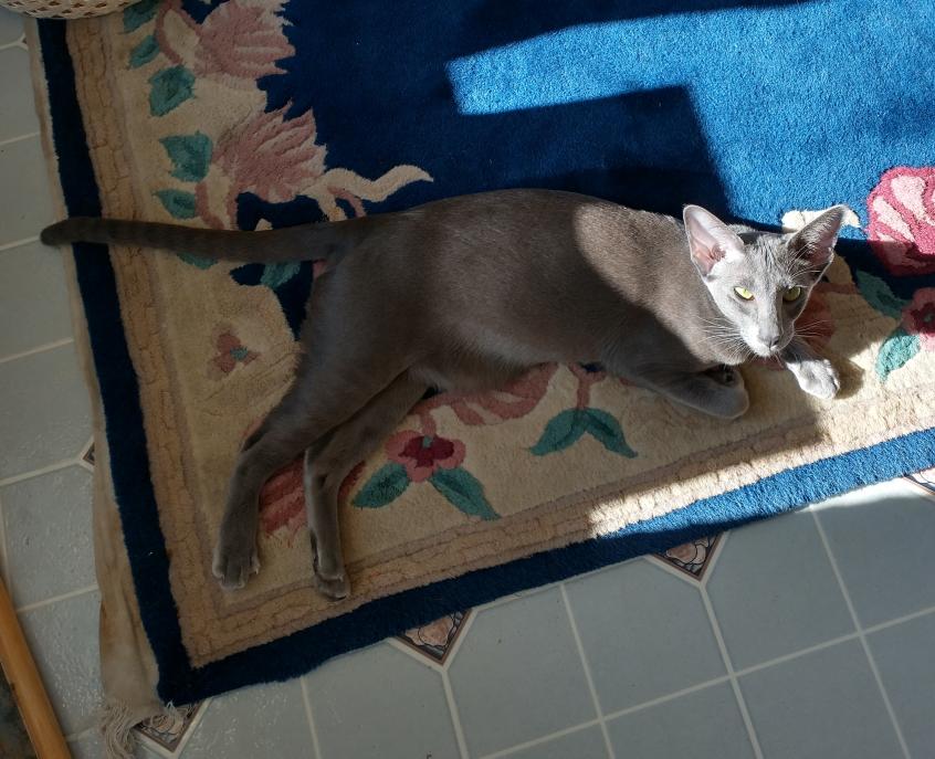 click for larger size