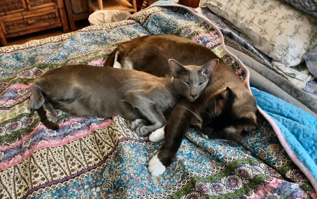 click for larger size