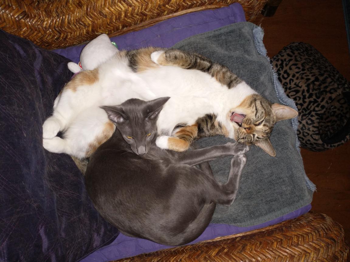 click for larger size