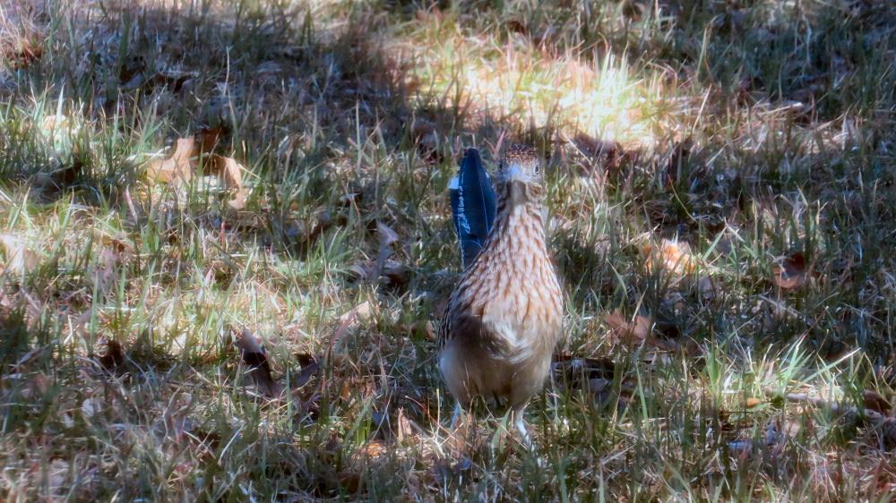 click for larger size