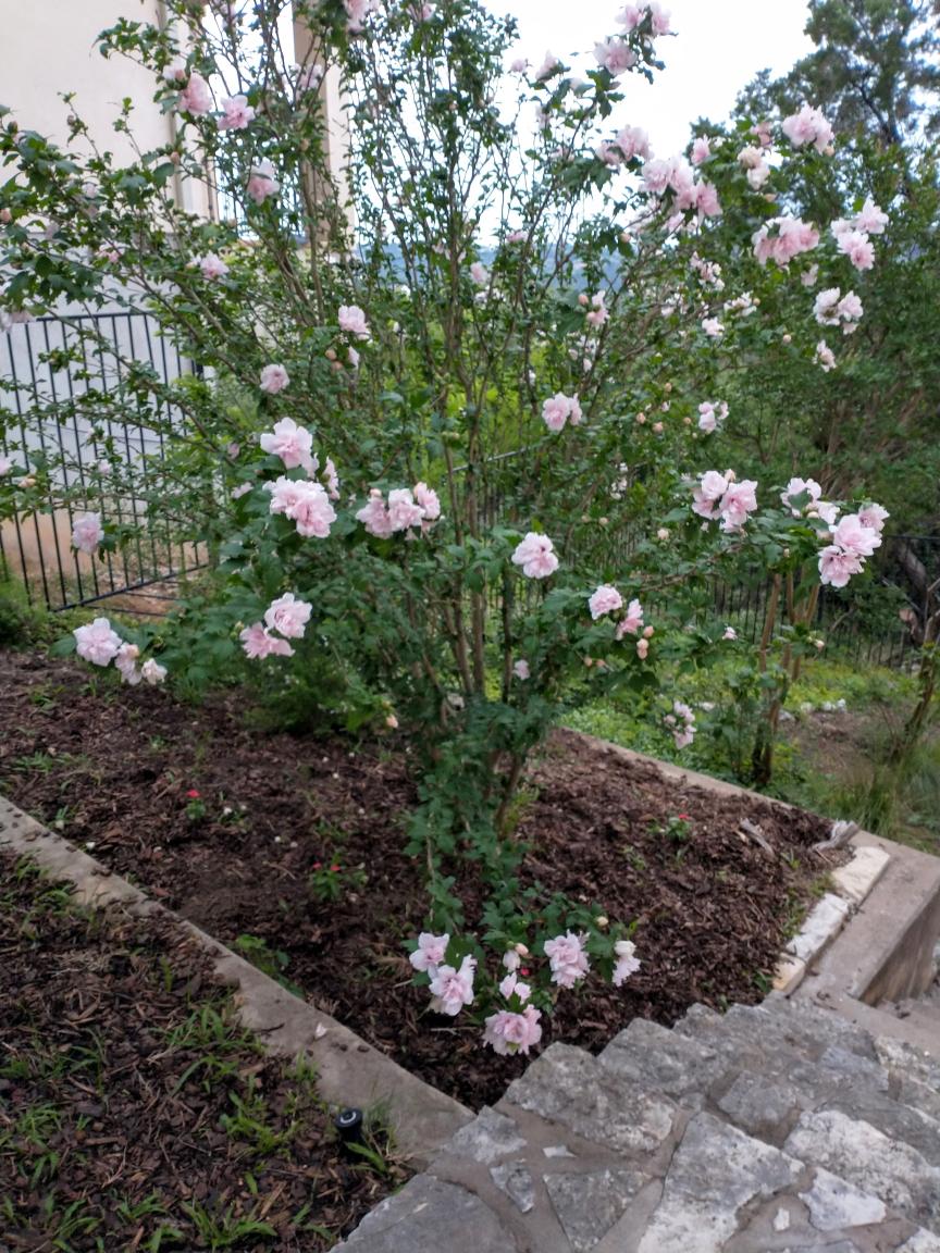 click for larger size