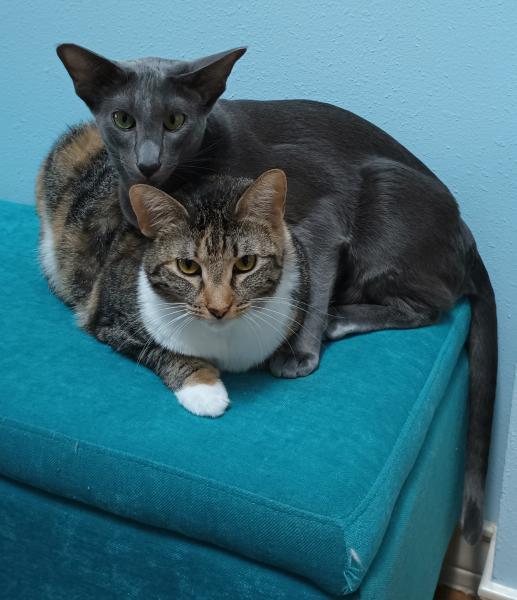 click for larger size