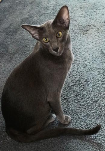 click for larger size