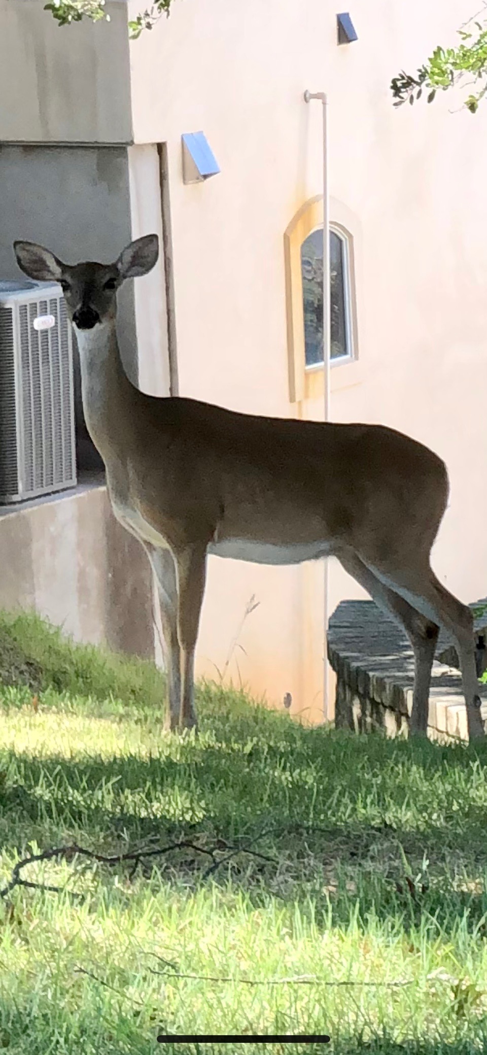 click for larger size