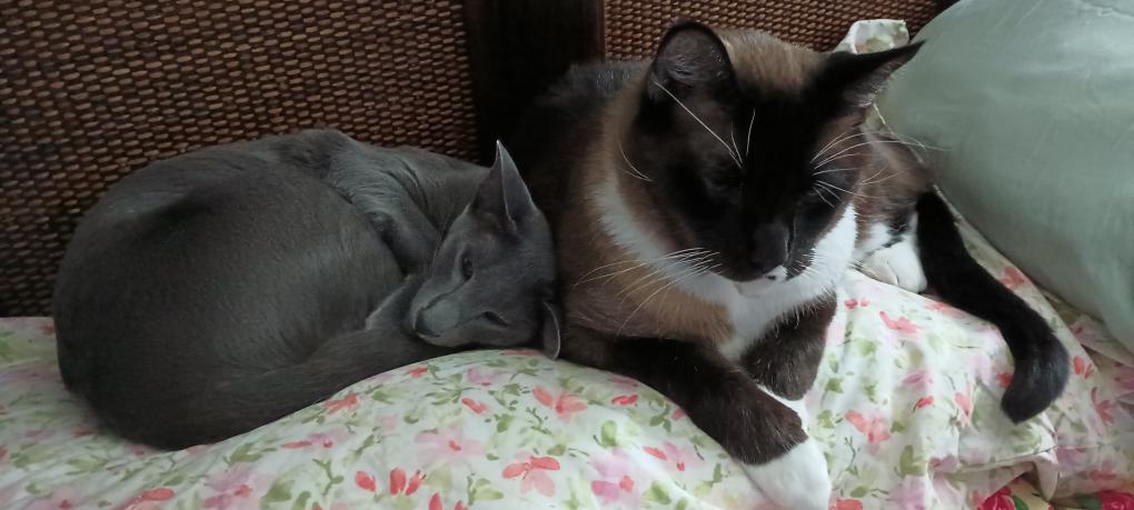 click for larger size