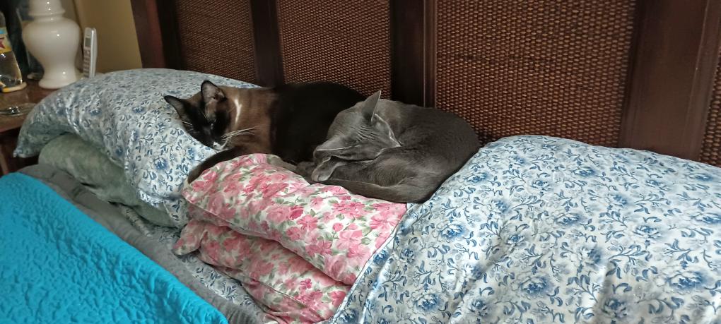 click for larger size