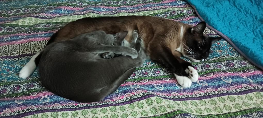 click for larger size