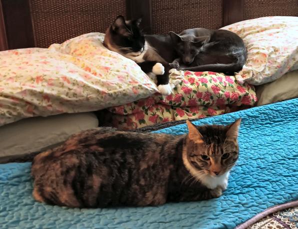 click for larger size