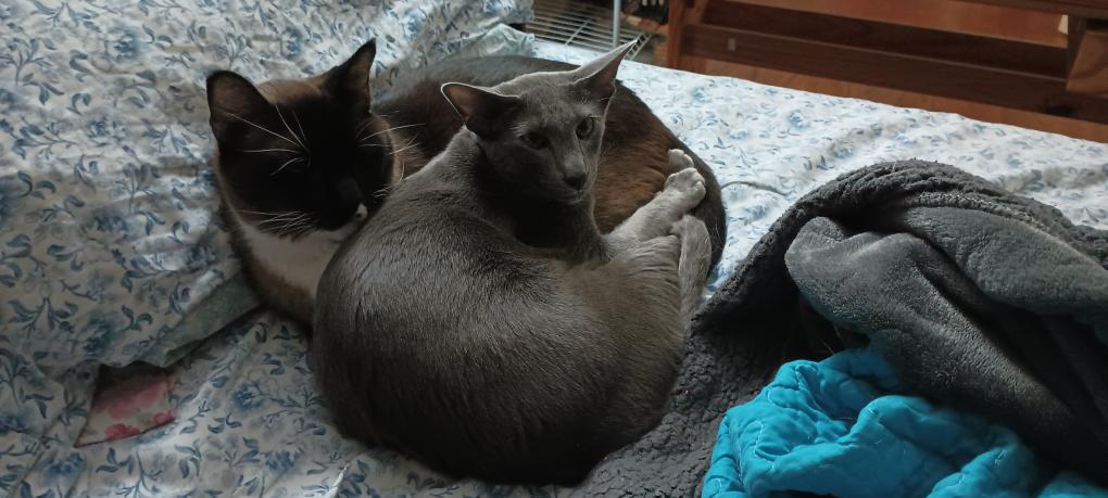 click for larger size