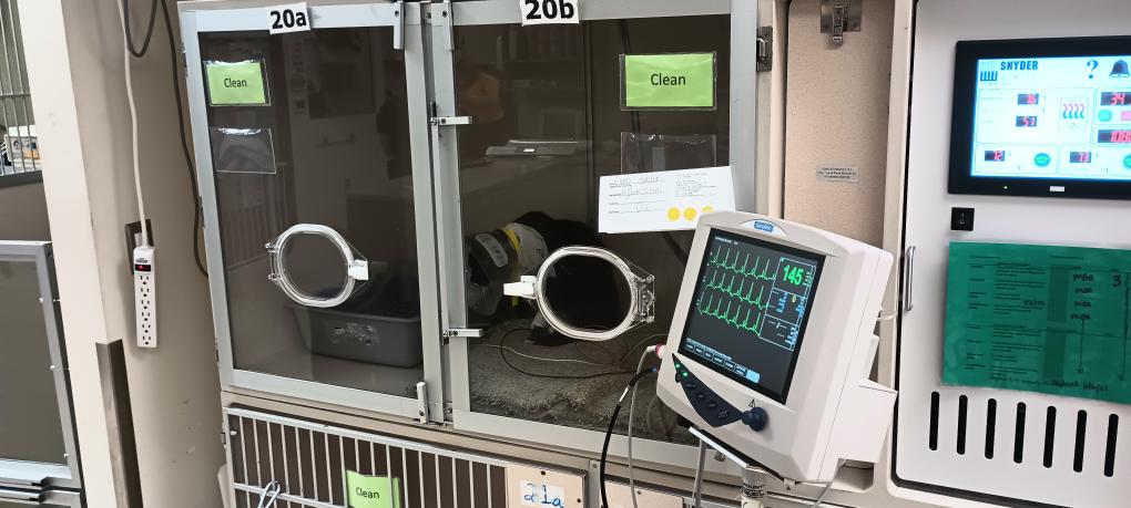 click for larger size