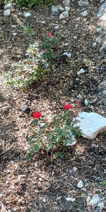 click for larger size