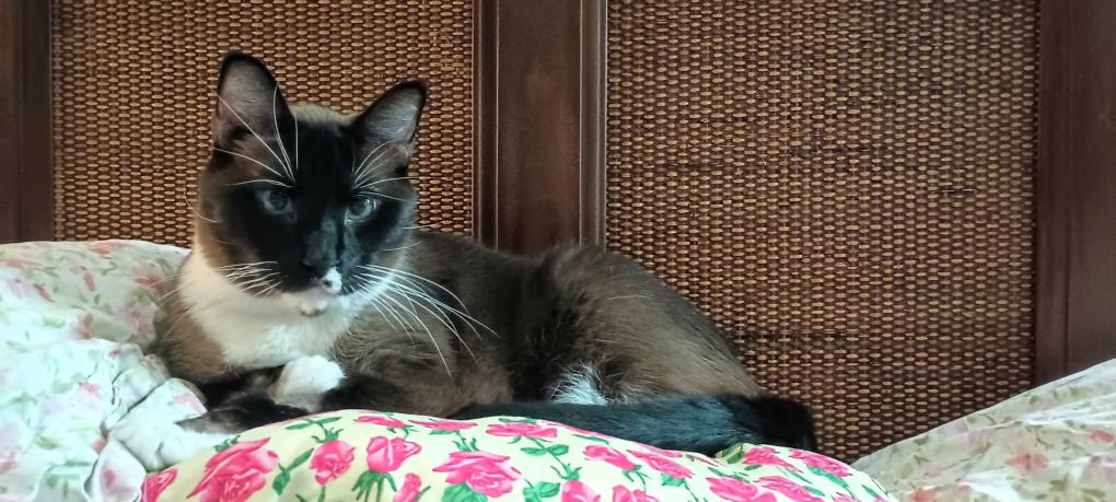 click for larger size