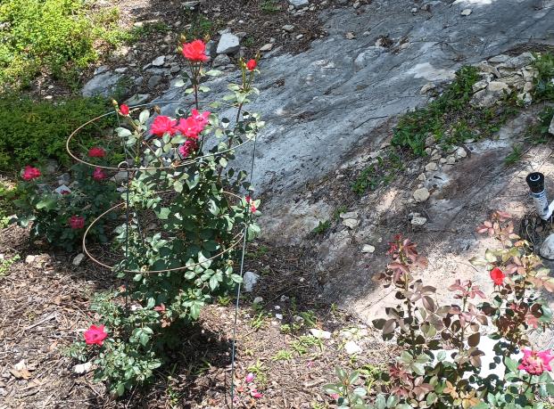 click for larger size