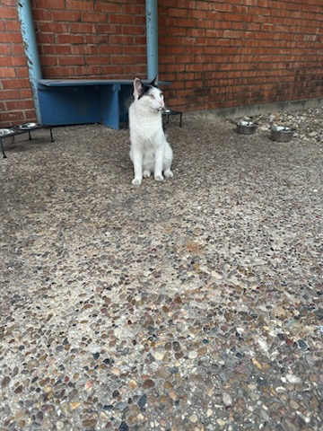 click for larger size