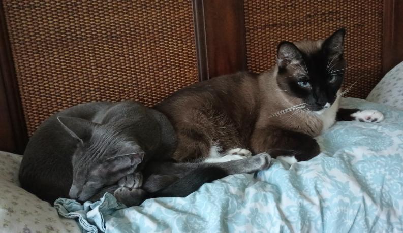 click for larger size