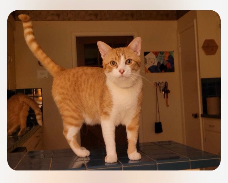 click for larger size