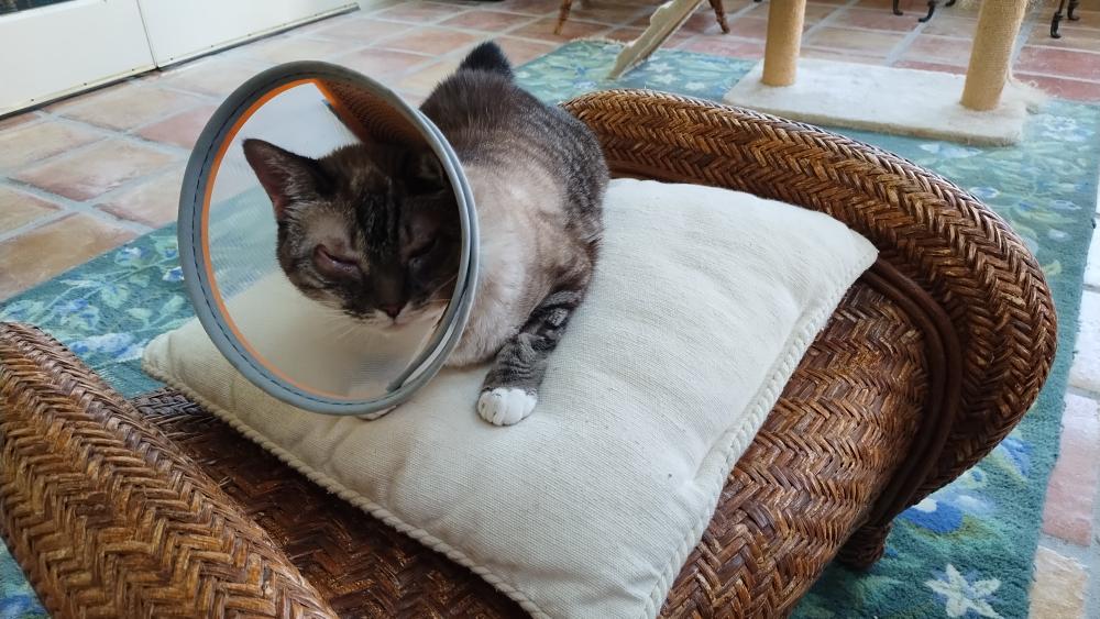 click for larger size