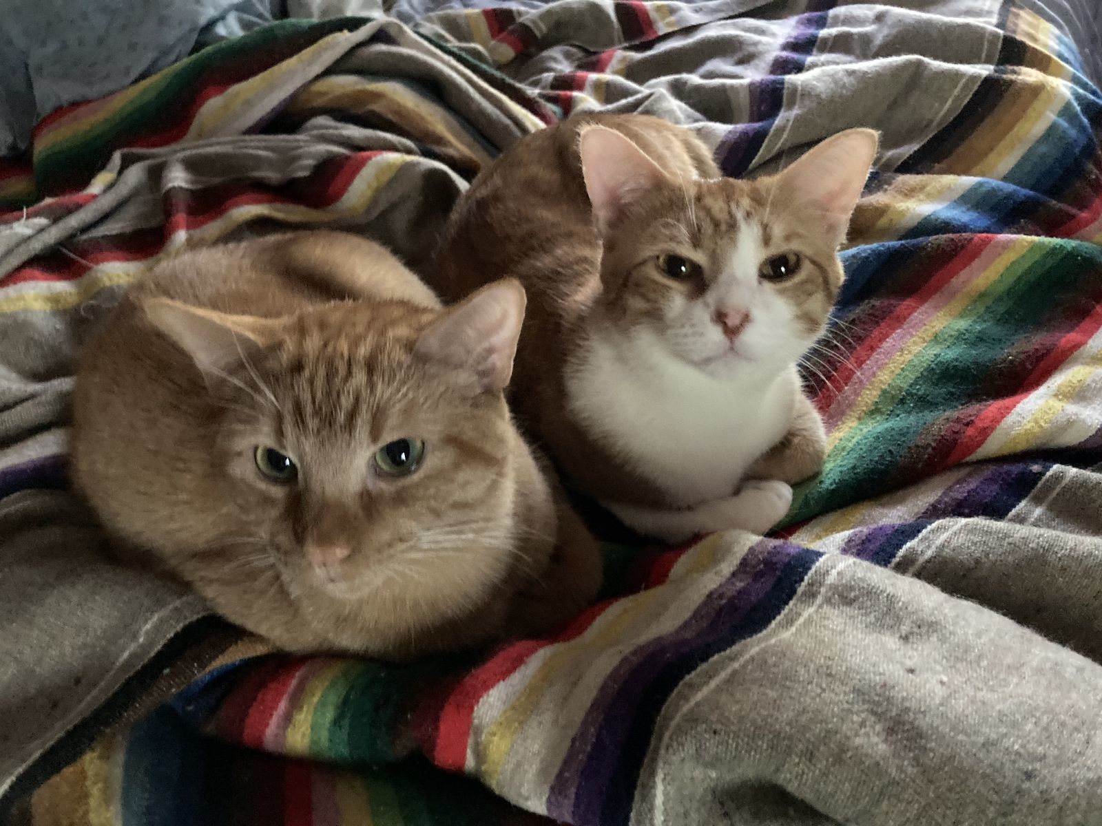 click for larger size