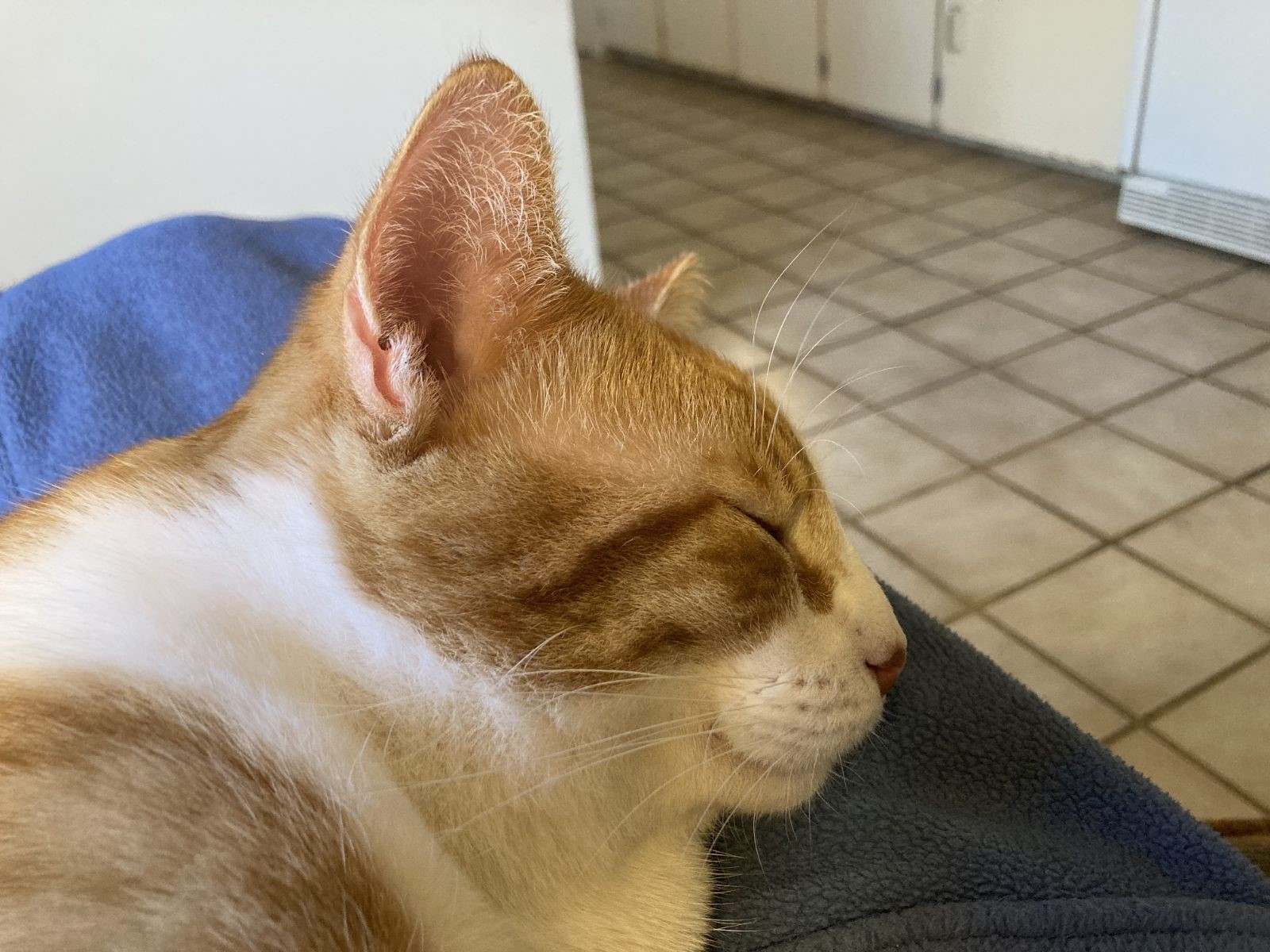 click for larger size