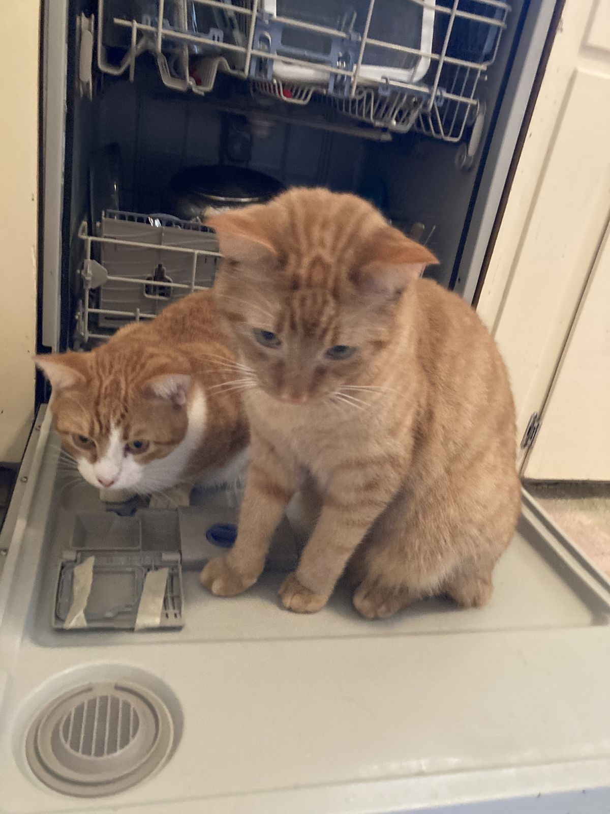 click for larger size