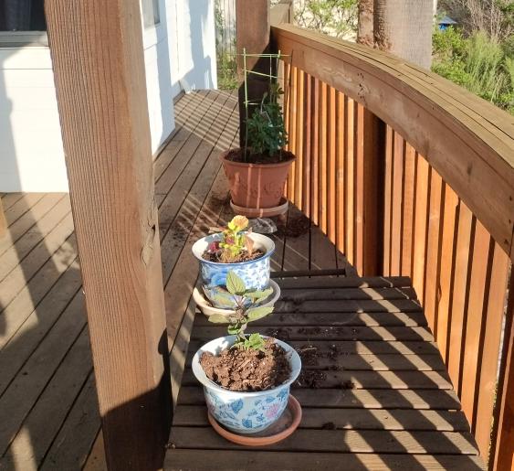 click for larger size