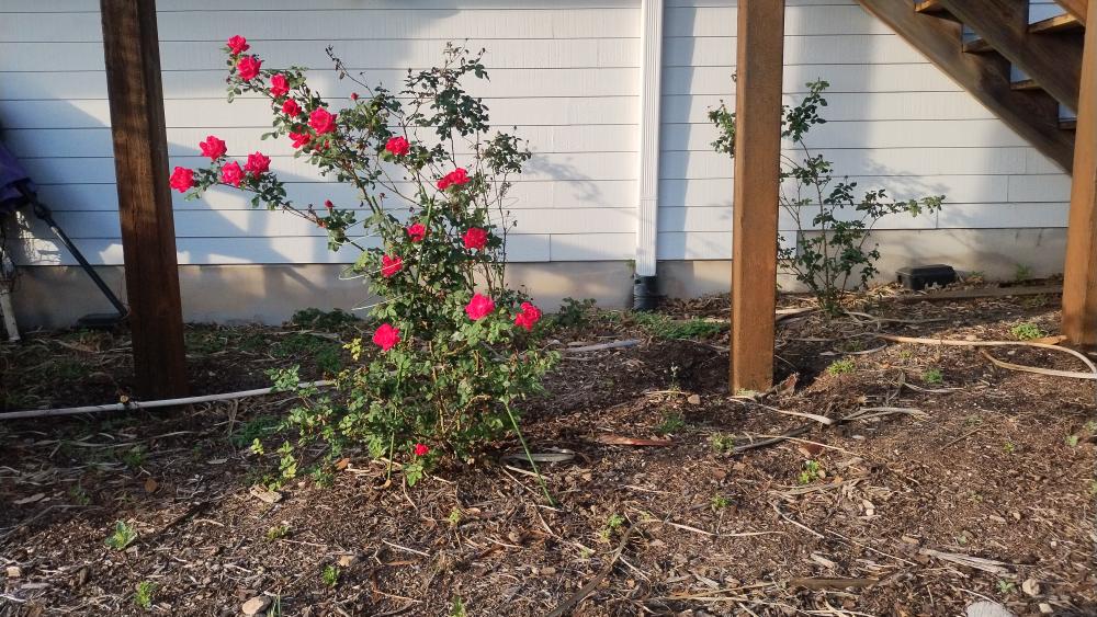 click for larger size