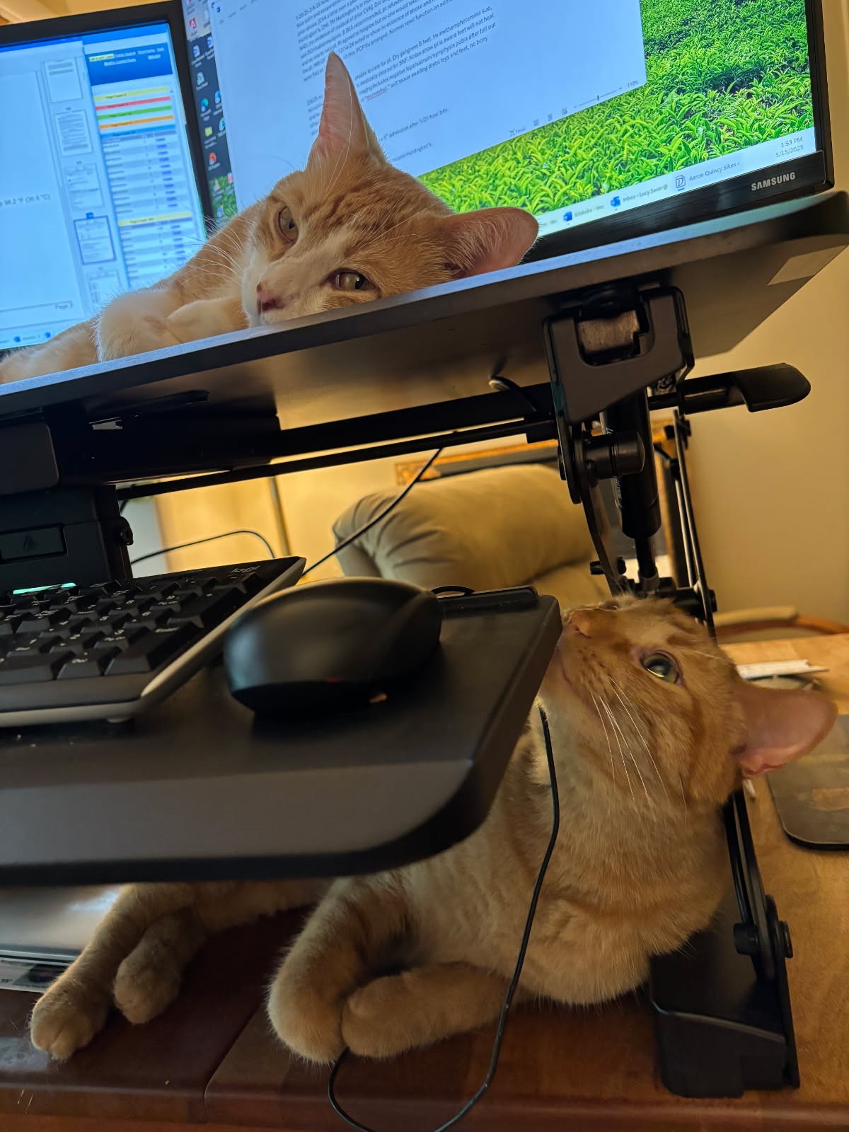 click for larger size