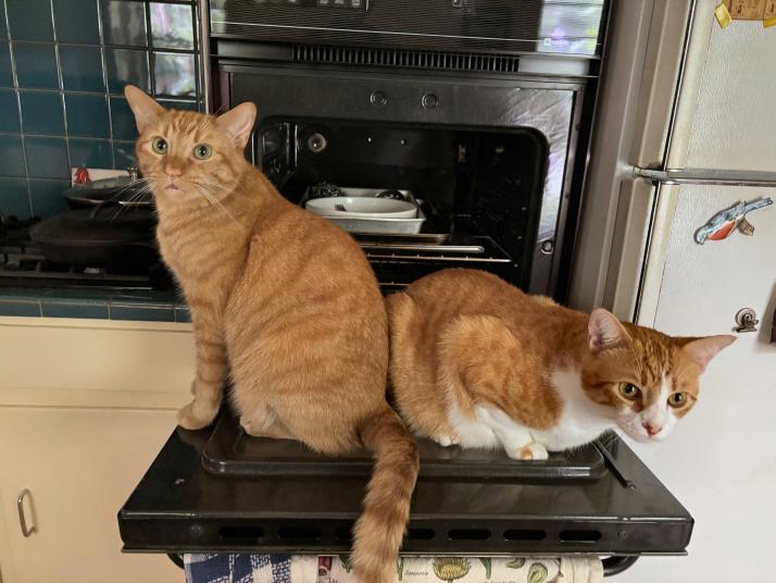 click for larger size