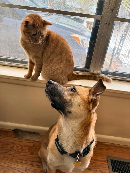 click for larger size