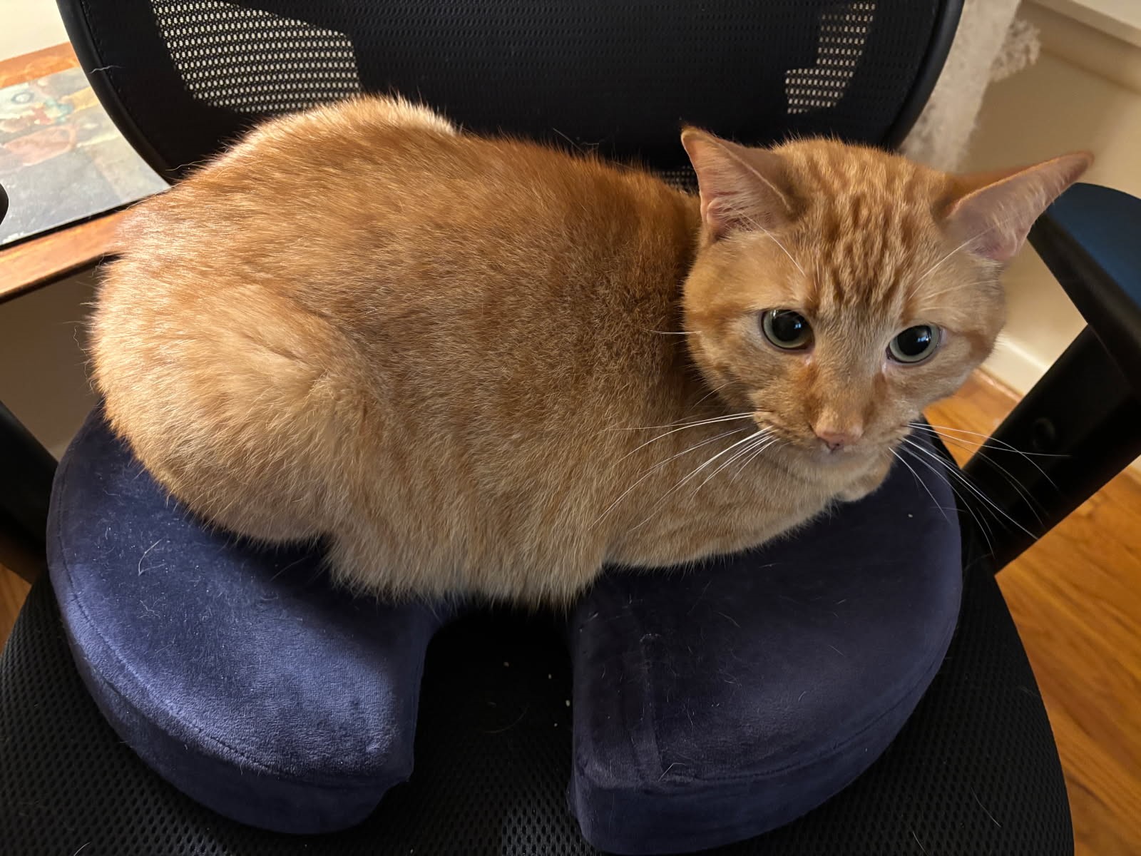 click for larger size